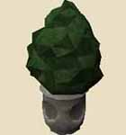 File:Small evergreen.png