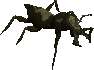 File:Cavebug.png