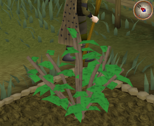 File:Redberry3.png