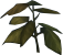 File:Budding sapling detail.png