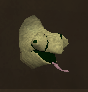 File:Chameleon adult chathead sand.png