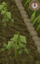 File:Hammerstone3.png