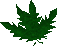 A detailed image of a clean dwarf weed.