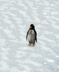 File:Penguin Shiver.gif