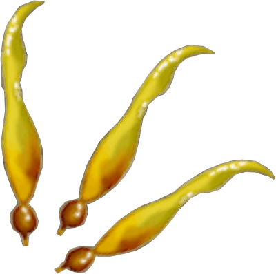 File:Kelp detail.png