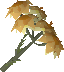 File:Tansymum detail.png