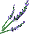 A detailed image of some lavender.