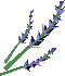 File:Lavender detail.png