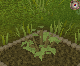 File:Whiteberry2.png