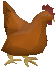 A Rooster