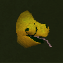 File:Chameleon adult chathead poh.png