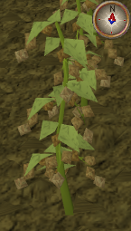 File:Krandorian8.png