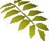 File:Curry leaf detail.png
