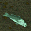 File:Trollweiss fish.gif