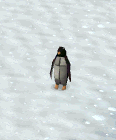 File:Penguin Spin.gif