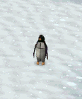 File:Penguin Flap.gif