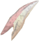 File:Thalassus tooth detail.png