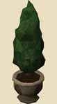 File:Tall evergreen.png