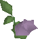 File:Cave nightshade detail.png