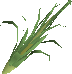 A detailed image of some fever grass.