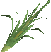 File:Fever grass detail.png