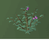 File:Cadavas berry bush.png