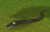 File:Snake.png