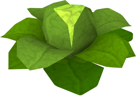 File:Cabbage Detail.png