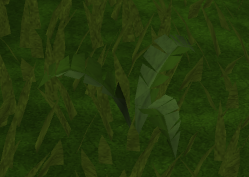 File:Fern.png