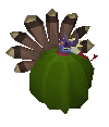 A turkey in a cactus.