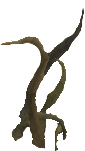 File:Tree Roots.png