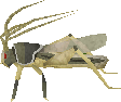 Ravenous locust