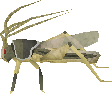 File:Ravenous locust.png