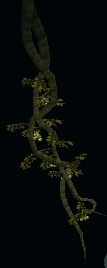 File:Neem drupe vine.png