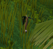 File:Tropical Wagtail caughtHD.png
