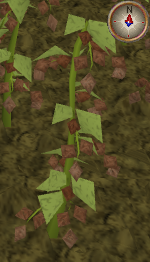 File:Wildblood9.png