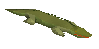 Crocodile (before)