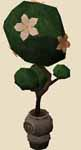 File:Guided evergreen.png
