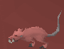File:Angry giant rat.png
