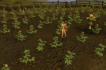 File:Picking potatoes.png
