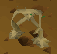 File:Babytanglefoot.png