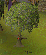 File:Ent willow tree.gif