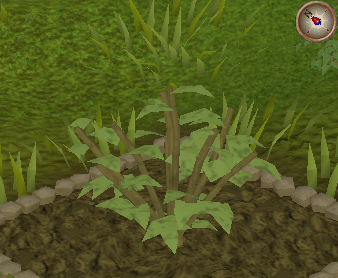 File:Whiteberry3.png