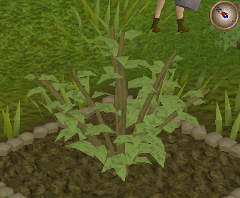 File:Whiteberry5.png