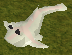 File:Whitefish detail.png