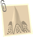 File:Ork Tooth.png