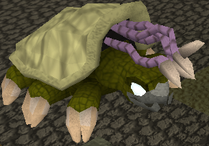 File:Warped tortoise.png