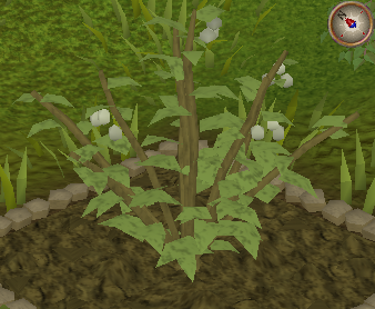 File:Whiteberry7.png