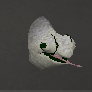 File:Chameleon adult chathead snow.png