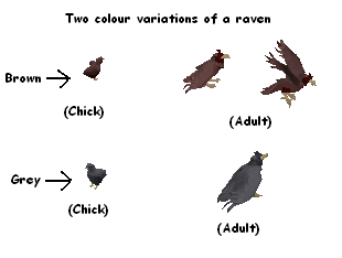 File:Red mohawked raven.png
